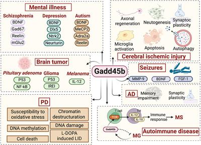 The role of Gadd45b in neurologic and neuropsychiatric disorders: An overview
